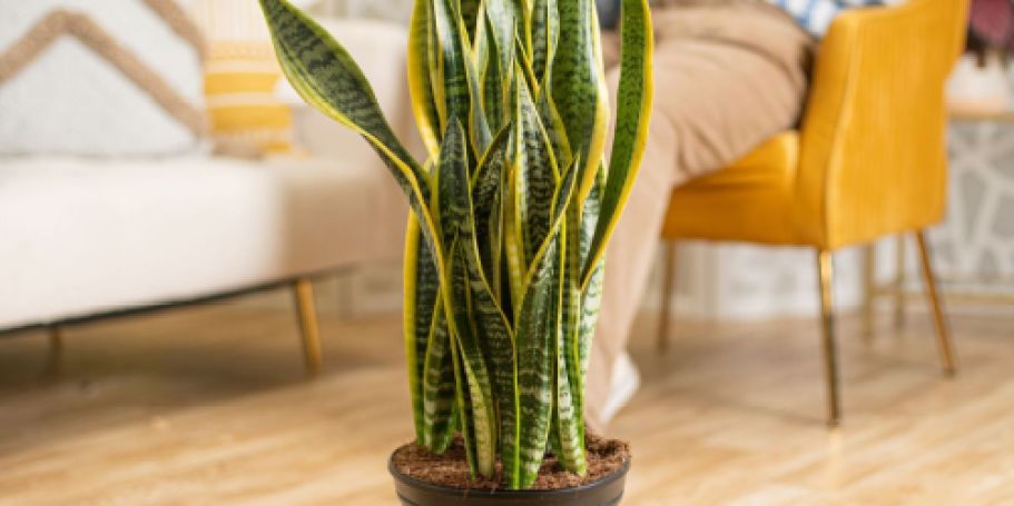 Costa Farms Snake Plant Only $22.57 on Lowes.com (Reg. $74) + More – Today Only!