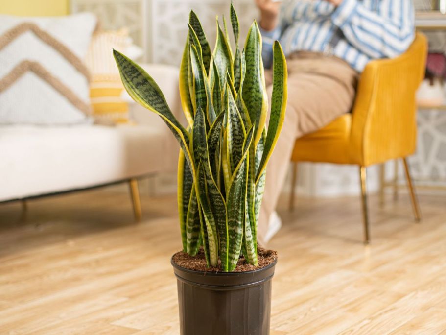 Costa Farms Snake Plant Only $22.57 on Lowes.com (Reg. $74) + More – Today Only!