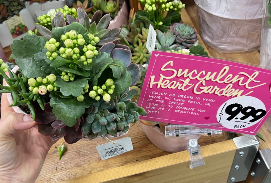 Succulent Heart Garden