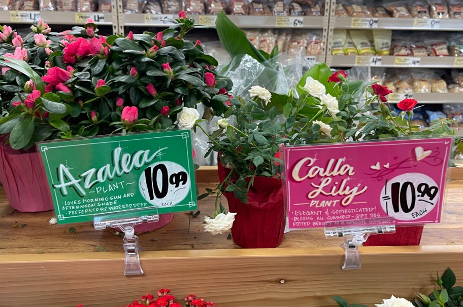 Valentines Day Azalea and Calla Lily