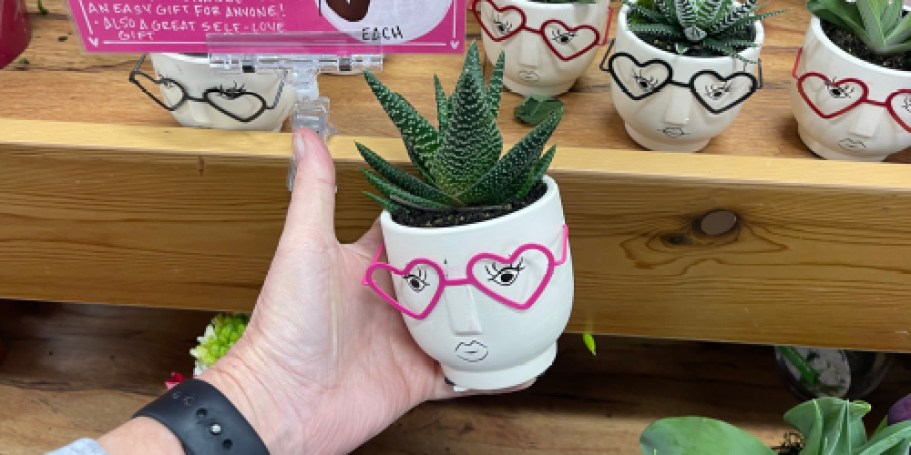 New Trader Joe’s Valentine’s Day Flowers | Succulents, Mini Roses, Hydrangeas More