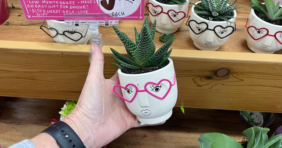 New Trader Joe’s Valentine’s Day Flowers | Succulents, Mini Roses, Hydrangeas More