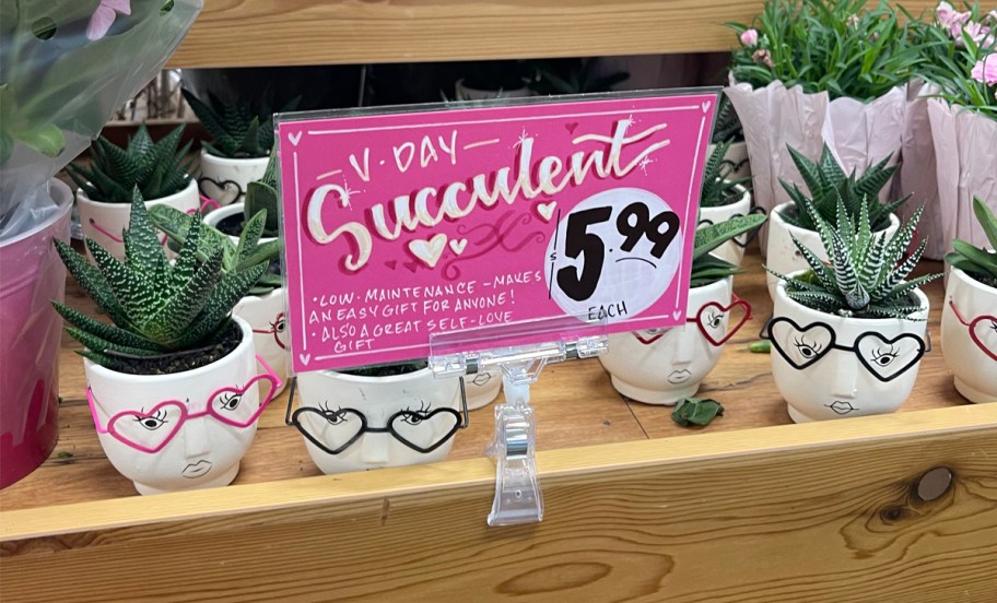 Valentines Day Succulents at Trader Joe's