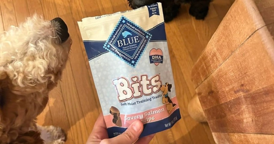 A hand holds a bag of Blue Bits soft moist training treats with savory salmon flavor. Two dogs eagerly sniff near the bag on a wooden floor.