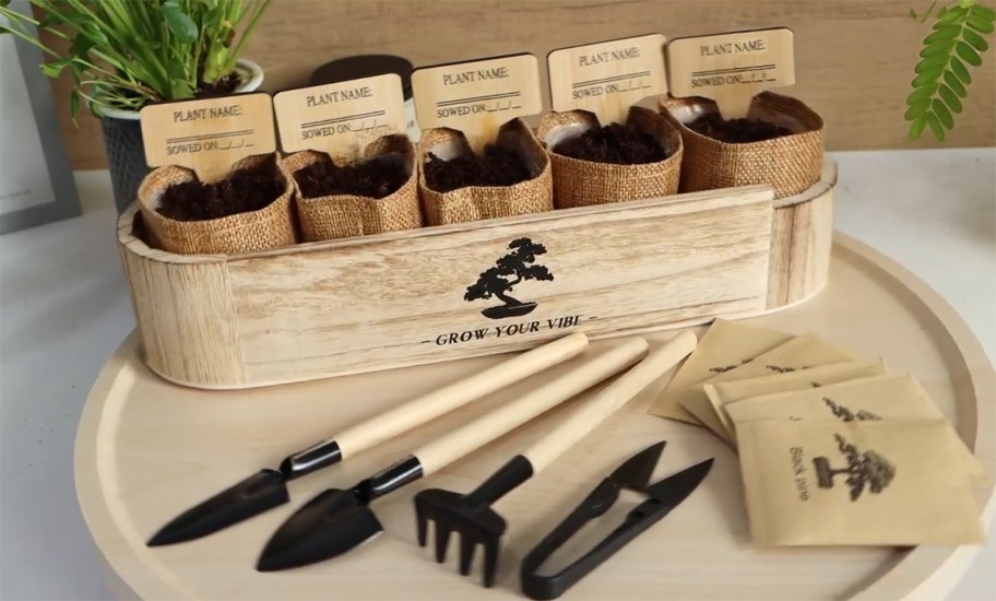 bonsai tree kit on a table