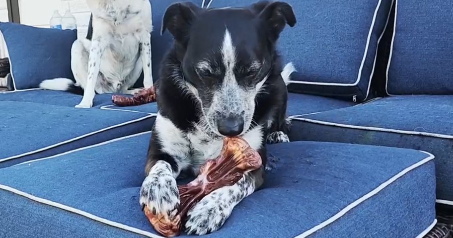 dog chewing on a toy