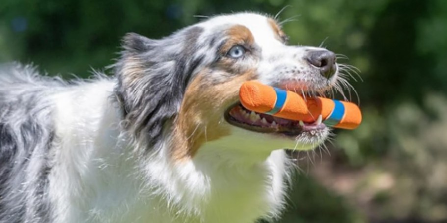 Highly-Rated ChuckIt Fetch Stick Dog Toy Only $5 on Amazon (Reg. $10)
