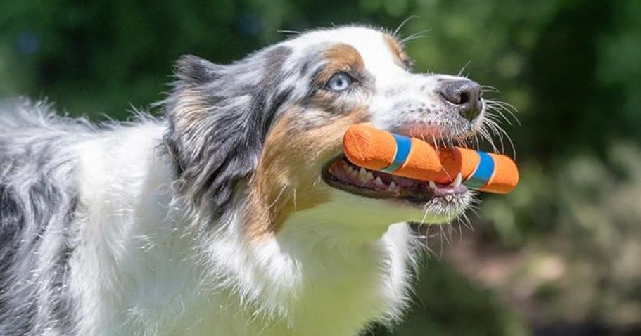 Highly-Rated ChuckIt Fetch Stick Dog Toy Only $3.94 on Amazon (Reg. $10)