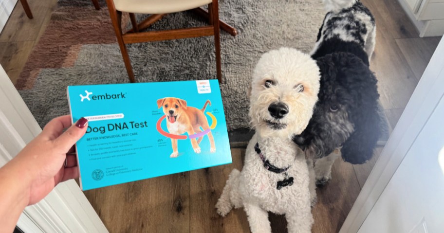 embark dog test kit in hand above 2 dogs