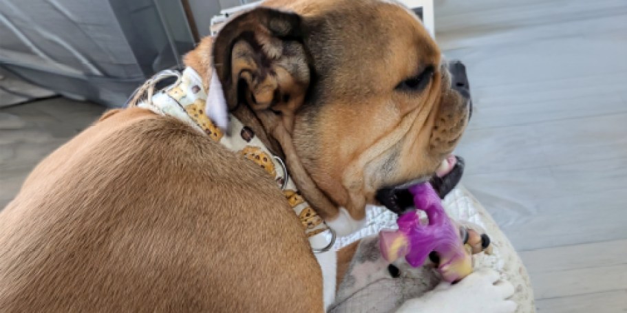 Bacon-Flavored Dog Chew Toy 3-Pack Only $7.99 Shipped w/ Amazon Prime (Reg. $23)