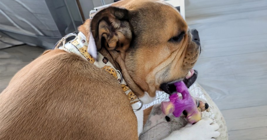 Bacon-Flavored Dog Chew Toy 3-Pack Only $7.99 Shipped w/ Amazon Prime (Reg. $23)