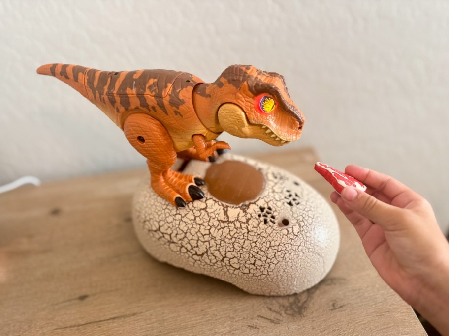 hand feeding a toy piece of meat to a toy dinosaur on top of hatched egg shell
