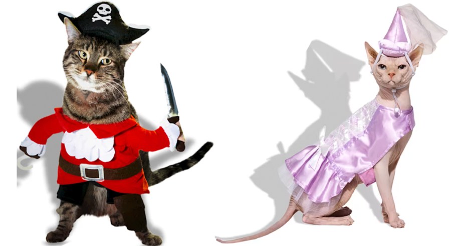 cats in pirate and princess costumes 
