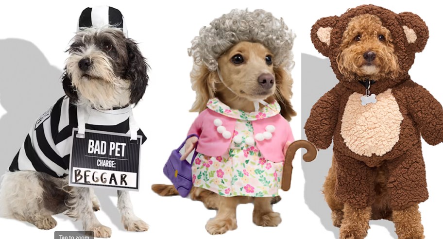 dogs in prisoner, grandma and bear costumes 