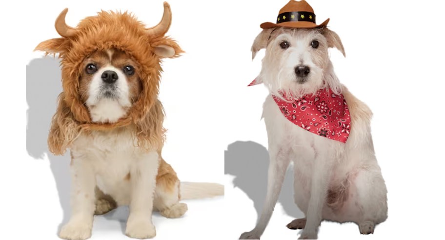 dogs in highland cow and cowboy costumes 