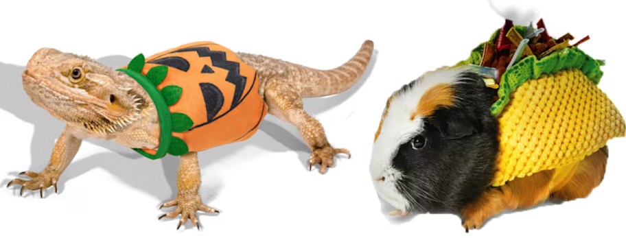 bearded dragon wearing pumpkin top and guinea pig in taco costume 