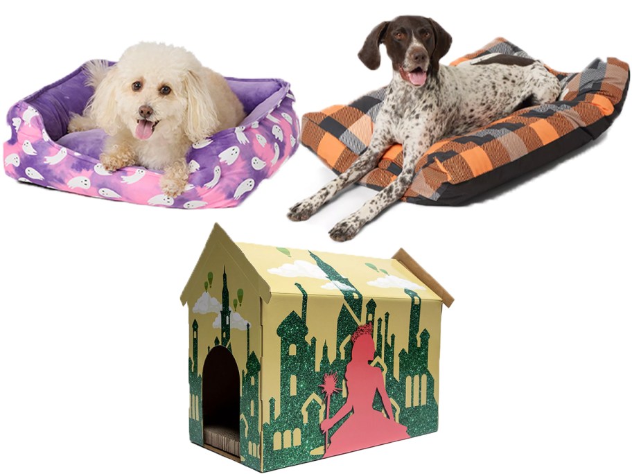 two dogs in beds and house cat scratcher 