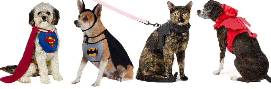 three dogs and one cat in costumes