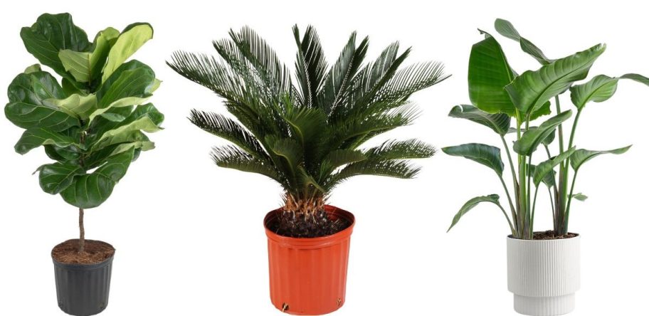 Three different house plants from home depot