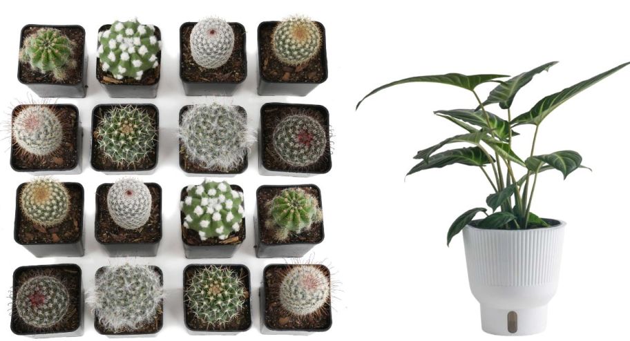 two different home depot plants