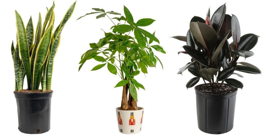 Three different house plants from home depot