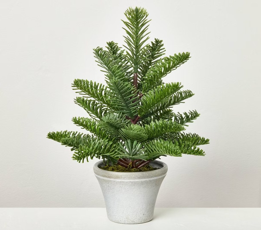 stock photo of potted spruce plant