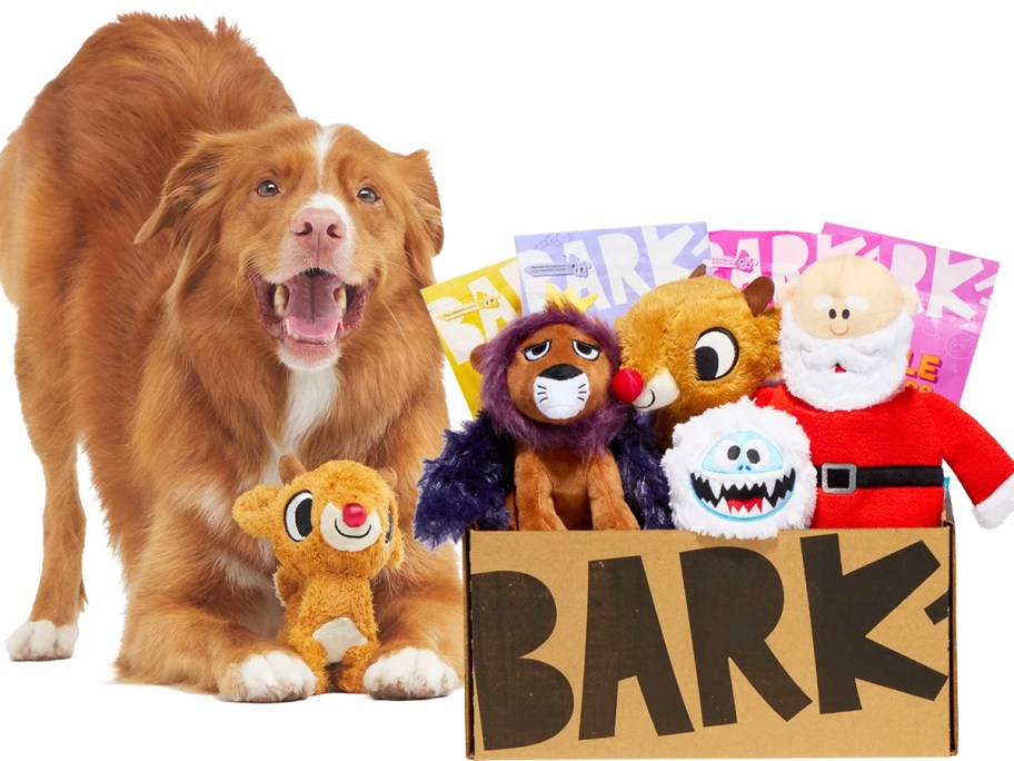 brown dog holding rudolph toy with bark box full of toys and treats