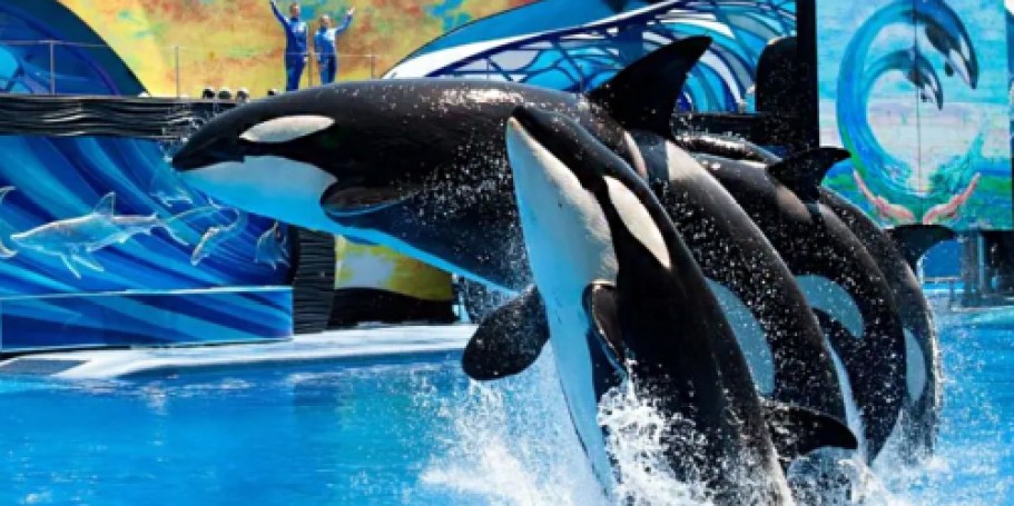 Up to 75% Off SeaWorld, Busch Gardens, & Aquatica Tickets + Get FREE Meal