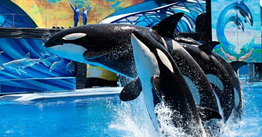 orcas jumping out of water