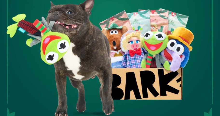 dog holding a kermit toy next to a barkbox