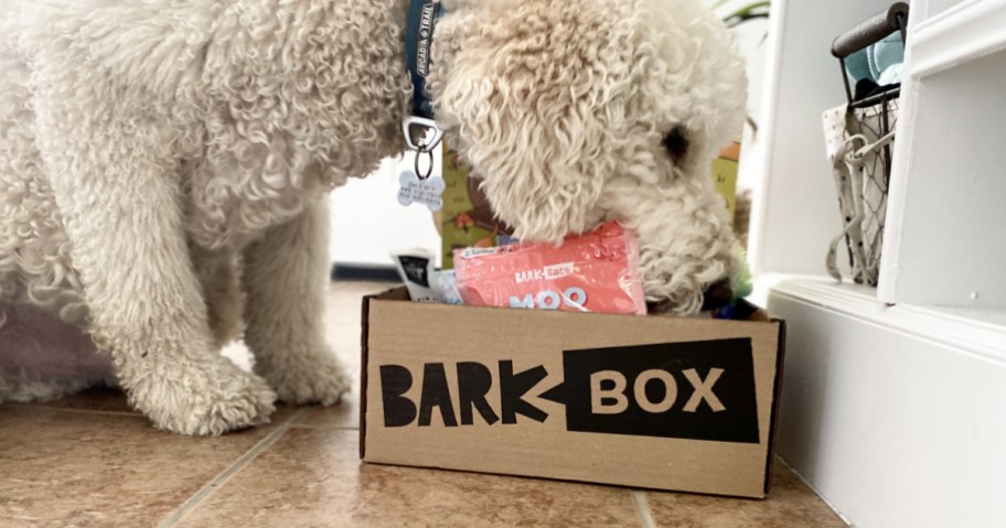 Dog putting face into barkbox filled with treats