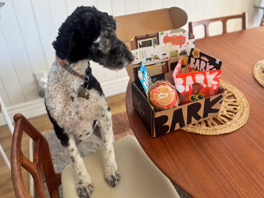dog sniffing a barkbox on a table