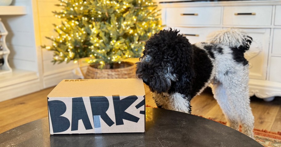 dog sniffing a barkbox box in front of a christmas tree