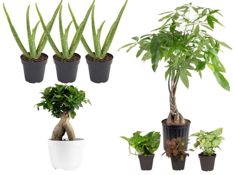 Aloe, Money Plant, & Bonsai Ficus Ginseng plants