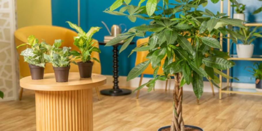 Today Only! Up to 50% Off Costa Farms Plants on Lowes.com (Fantastic Gift Idea)