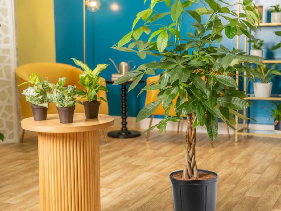 Today Only! Up to 50% Off Costa Farms Plants on Lowes.com (Fantastic Gift Idea)