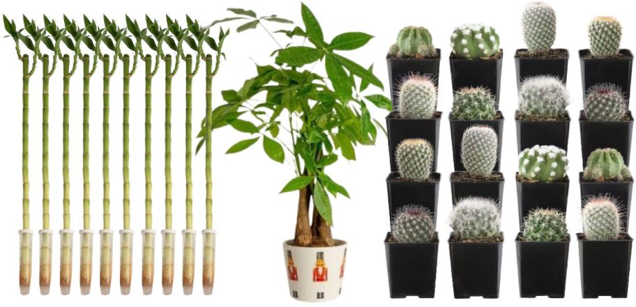 10 bamboo plants, potted plant wit leaves, and several small succulents