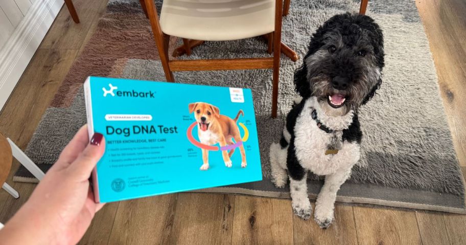 Hand holding an Embark Dog DNA test next to a poodle