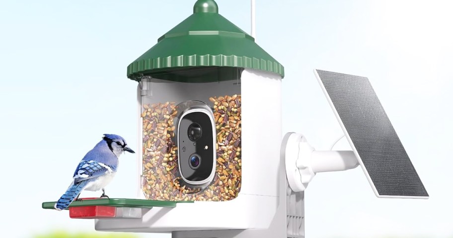 bird sitting on a feeder with a solar pannel