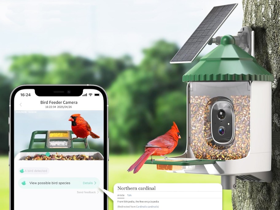 phone alert from a smart bird feeder