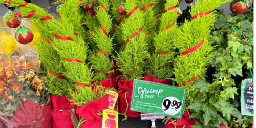 Trader Joe’s Grinch Christmas Trees Have Returned & They’re Only $9.99!