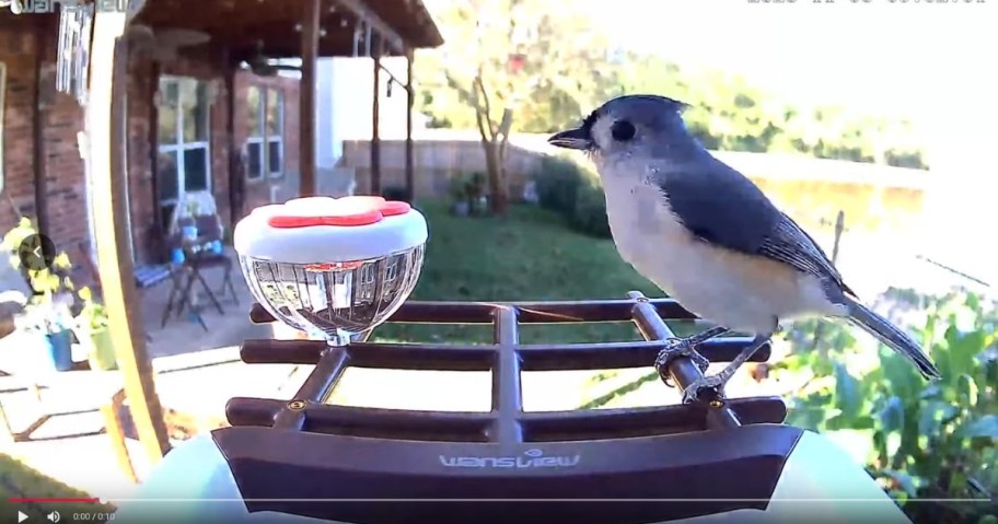 a blue jay sitting on a bird feeder