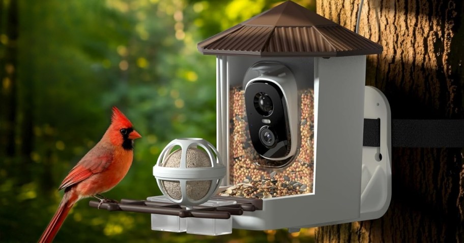 a cardinal sitting on a smart bird feeder that has a camera
