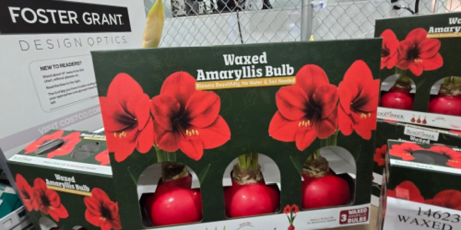 Waxed Amaryllis Bulb 3-Pack Just $21.99 at Costco | Unique Gift Idea & No Watering Needed!