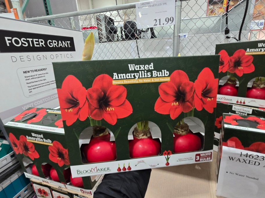 A 3-pack of waxed amaryllis bulbs at Costco.