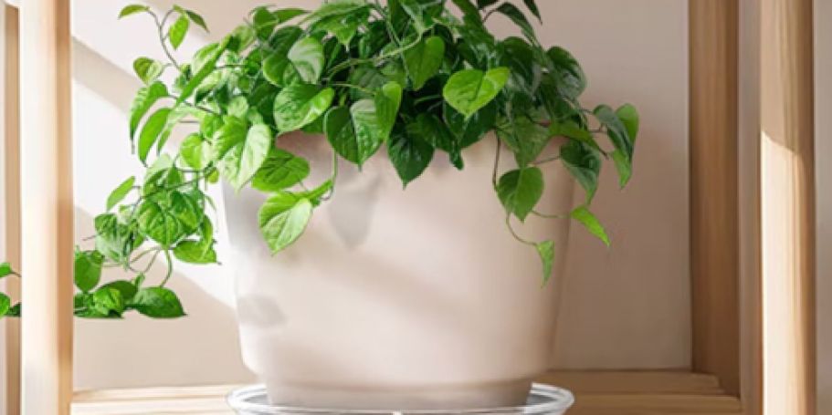 allen + roth Translucent Plant Saucer Just $1 on Lowes.com