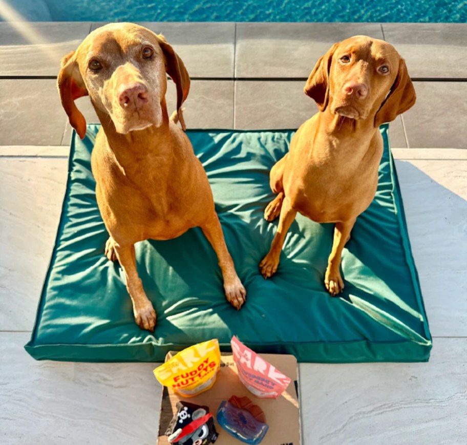 two dogs sitting on green dog bed with barkbox