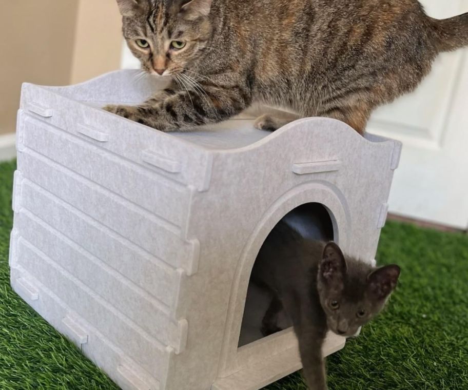 two cats playing around a cat house