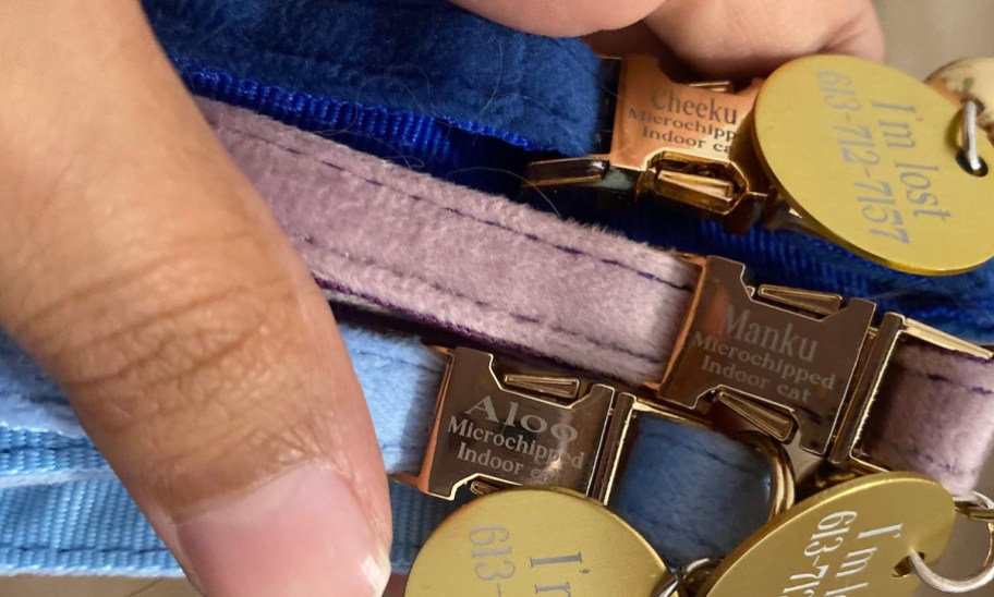 Hand holding custom velvet pet collars