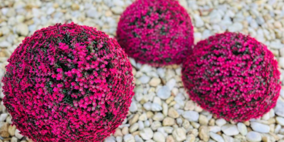 Wicker Park Oversized Faux Floral Spheres Set of 2 from $47 Shipped on QVC.com (Reg. $73)